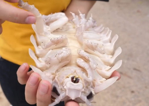 小姐姐烧烤巨型"西瓜虫",切开以后,还没小龙虾肉多|西瓜虫|小姐姐|烧