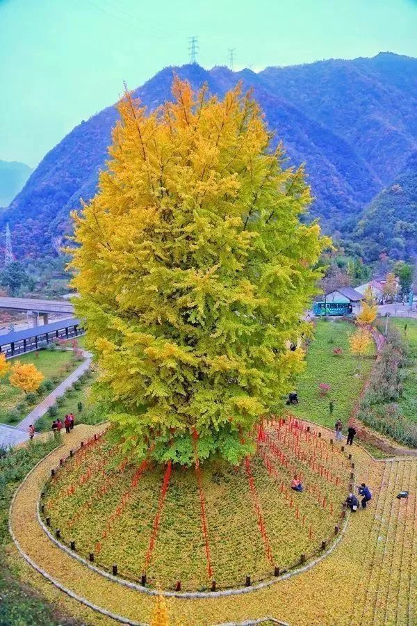 金秋自驾秘境,中国十大最美银杏观赏地!