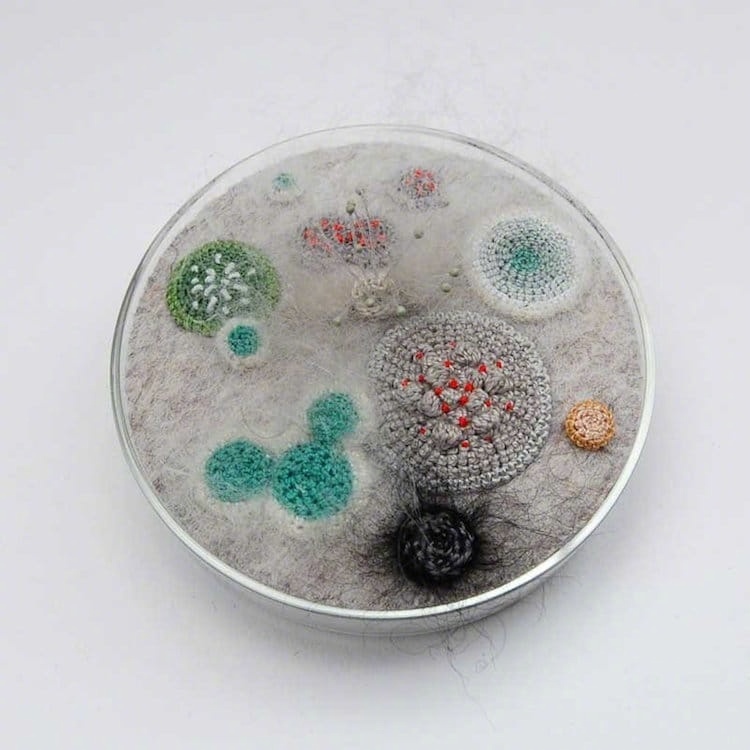 英国艺术家 Elin Thomas 特别喜爱细菌和真菌的美感