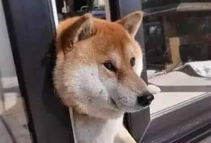 据不完全统计卡住的柴犬能绕地球一圈原谅我忍不住笑