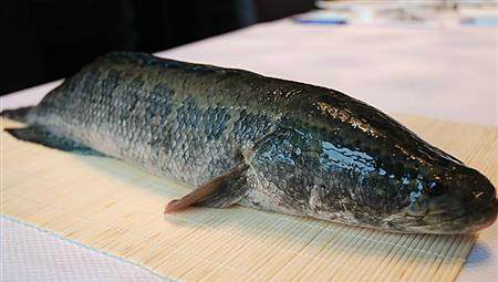 5种中国常见的淡水鱼,前4种我都吃过,最后一种没见过