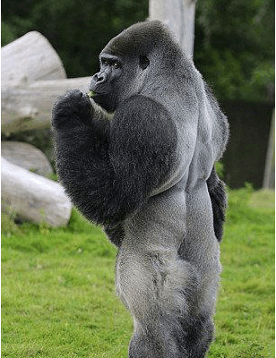 银背大猩猩那么厉害, 地球上就没有可以干过它的吗?