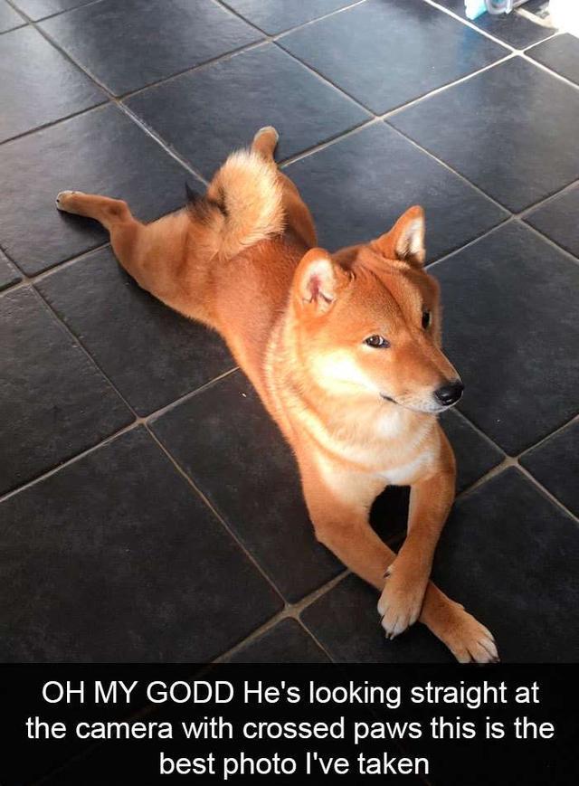 上班族|狗狗|爪印_新浪新闻