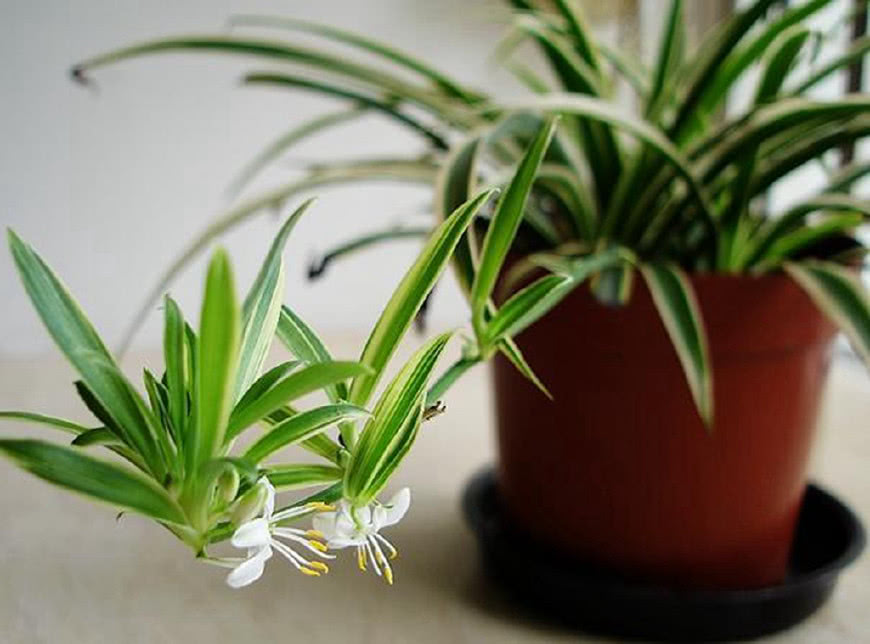 收藏|家养|吊兰_新浪新闻