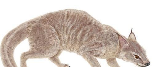 生存年代为古新世,距今约6300万年至5000万年前,是森林中一种体型小