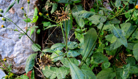 路边这十分让人讨厌的粘连子,在中医眼中可是散瘀活血的良药