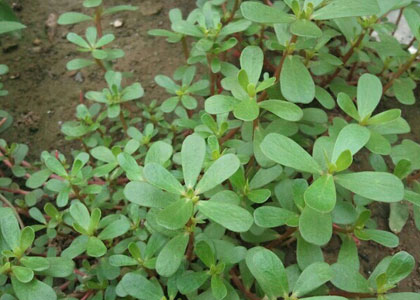 这些农村随处可见的野菜却能治病深受城市人追捧味道好还健康