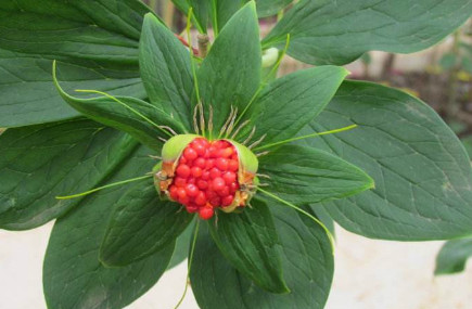 不要错过,在市面上能卖到高价|石榴|市面|七叶莲_新浪新闻