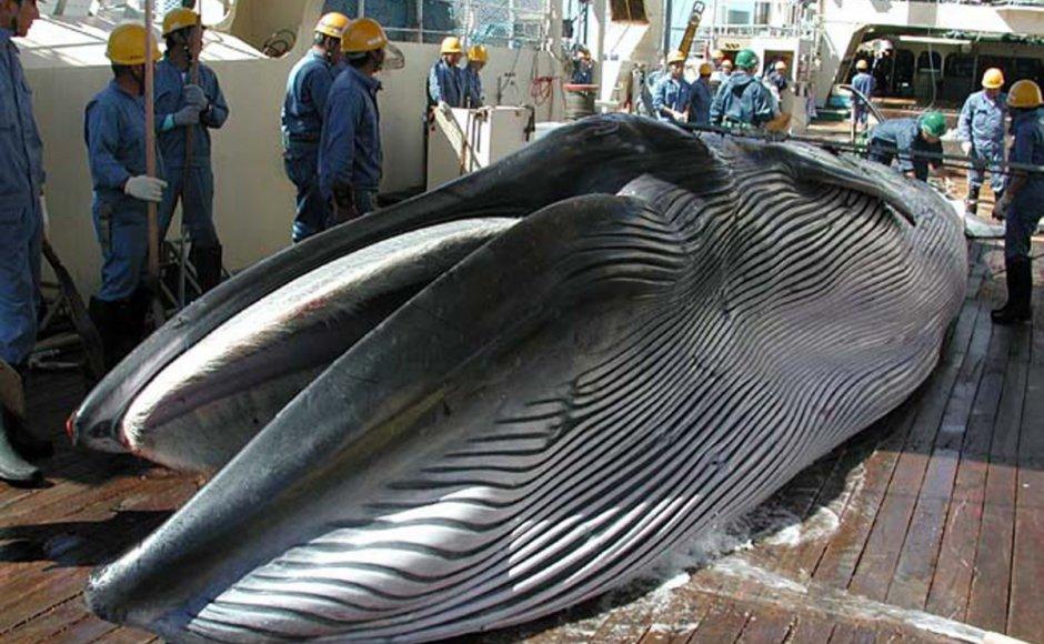 日本今年"科研捕鲸"杀害122头怀孕小须鲸,引国际社会愤怒