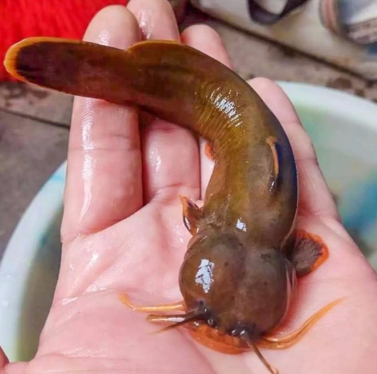 射蜂子在农村有些地方叫它水蜂子鱼,它的学名叫白缘鰑[yáng].