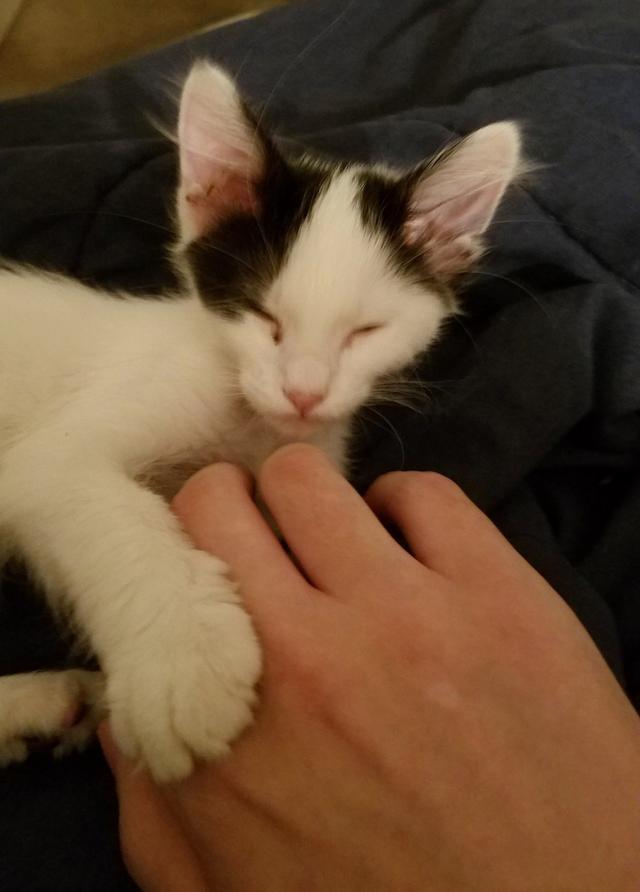 尖下巴大耳朵的瘦小猫没人要,领回后却不辜负主人的爱变成美猫