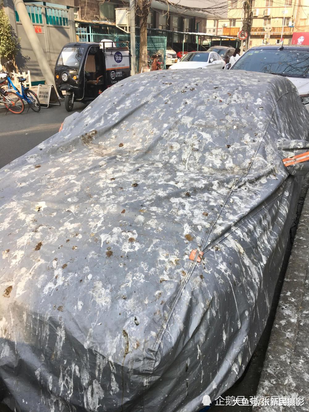 僵尸车街上排成排车身被大量鸟粪覆盖