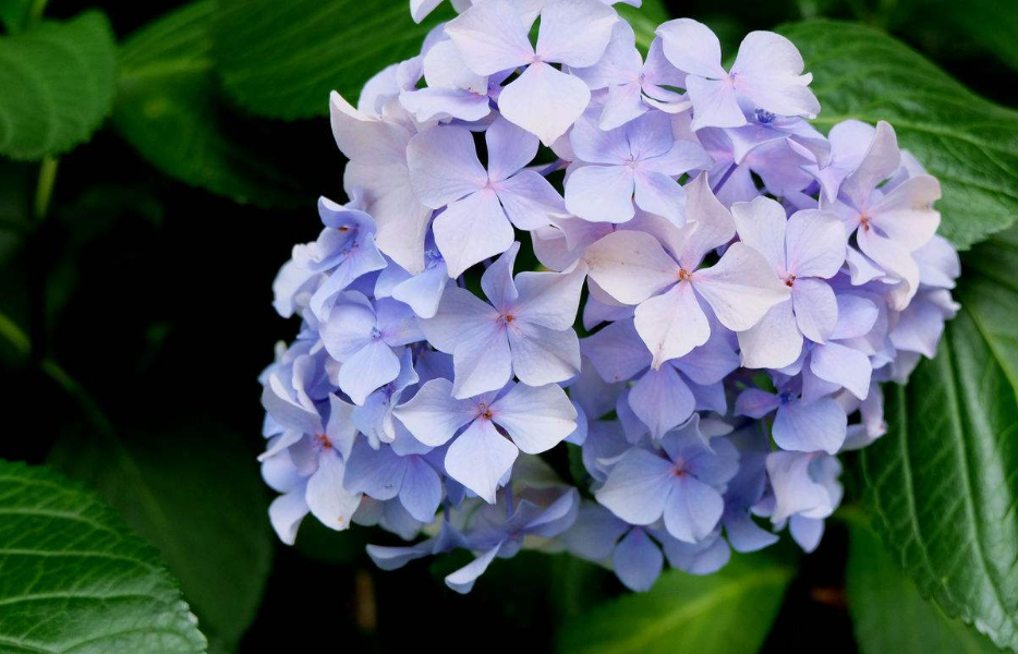 花卉店老板说这六种家养的花很漂亮!有点阳光就开,最多人买