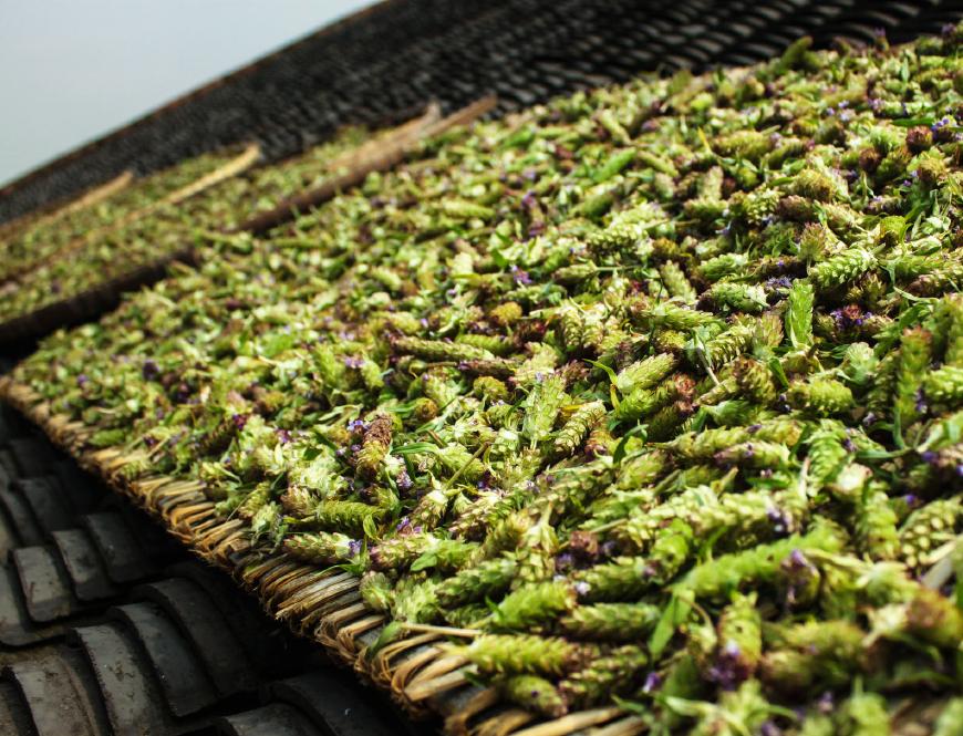 农村一种野草,果实似玉米,用来做凉茶是一绝,人称"棒槌草"