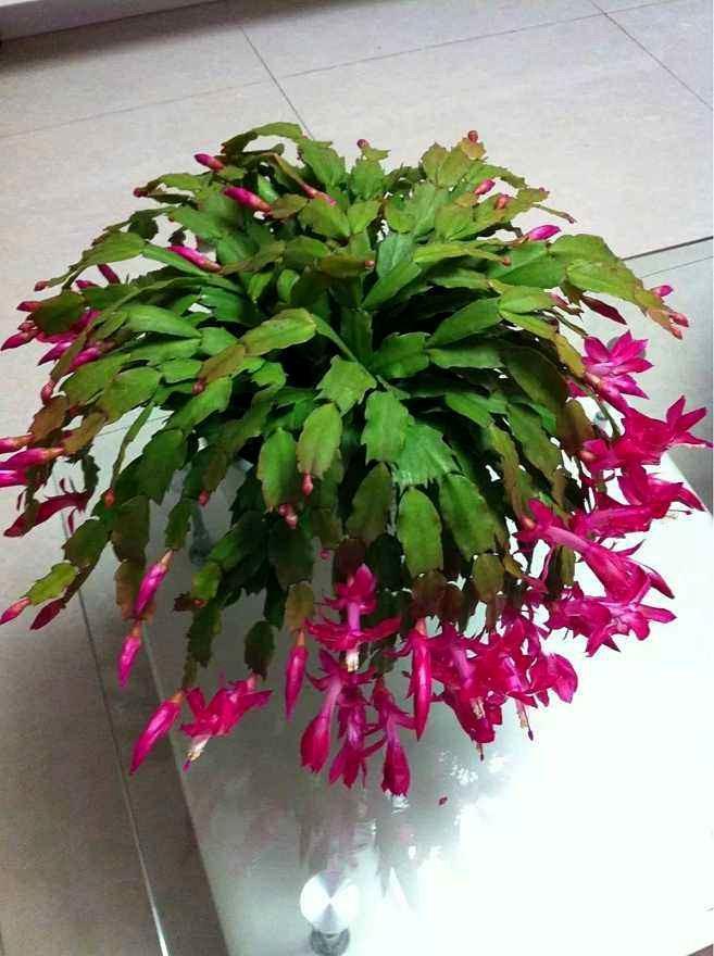 养护蟹爪兰,半年一勺油,3年不用施肥,花苞不断长,开爆盆