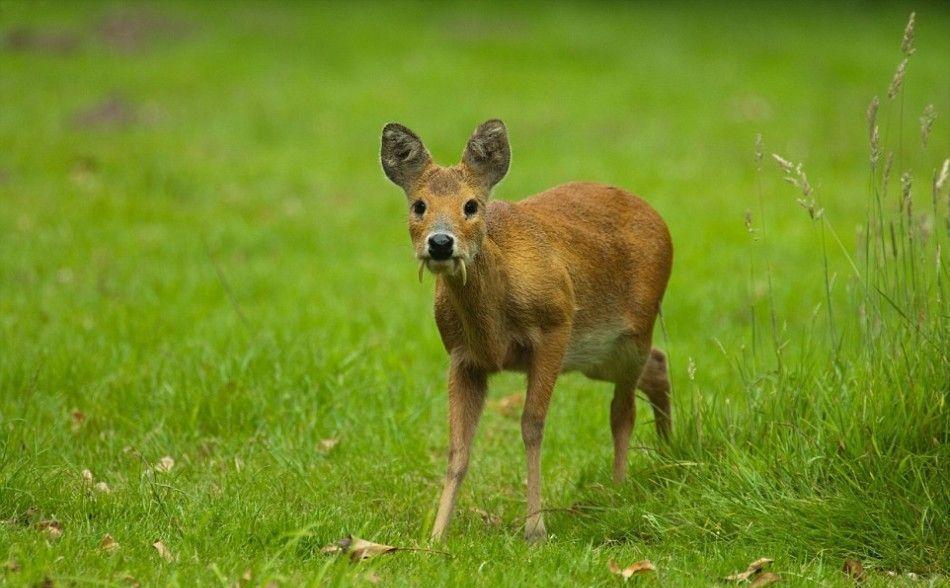 不是ps的那些世界上真实存在的奇特动物