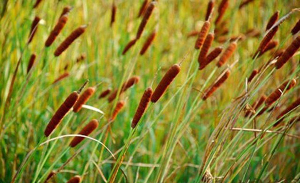 田地里长出"烤肠"来, 村里人都知道, 只有咱们不认识