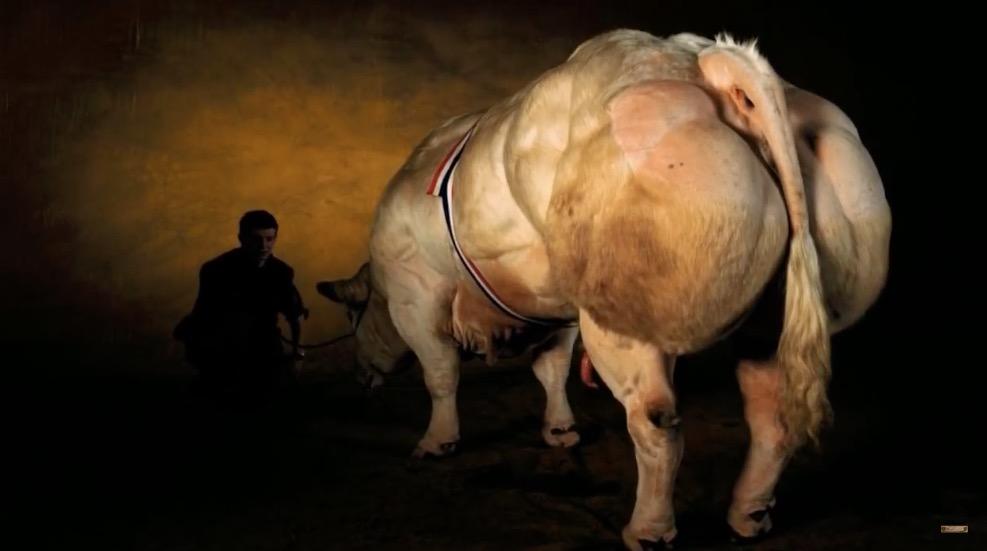 比利时蓝牛:动物界的健美冠军!