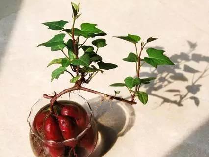 红薯发芽千万别扔教你养出一盆造型独特的红薯盆景