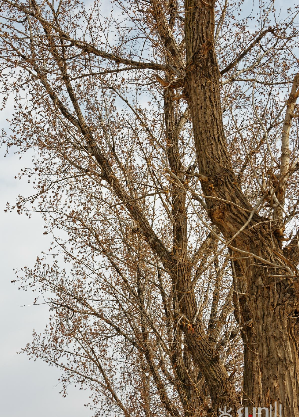没错,它是杨树,但却不是城市中常见的毛白杨,而是另一个品种加杨,加杨
