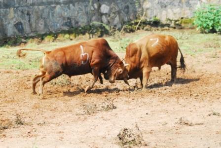 曹丕刁难曹植见两牛相斗命其作诗不能有牛字真奇才也