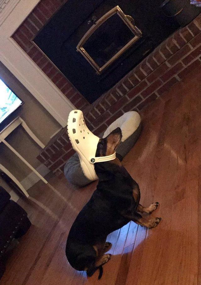 欢迎大家来到我的狗王国,嗯,我就是今天的主角,狗皇帝,今儿登基了.