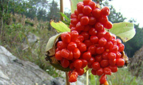 不要错过,在市面上能卖到高价|石榴|市面|七叶莲_新浪新闻