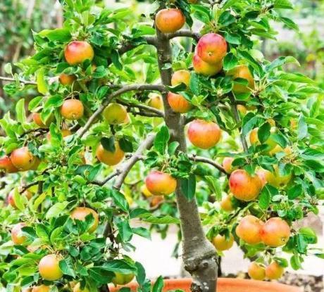 家里种上这些果树, 耐活当年结果, 盆栽型随摘随吃|苹果|盆栽|果树_新