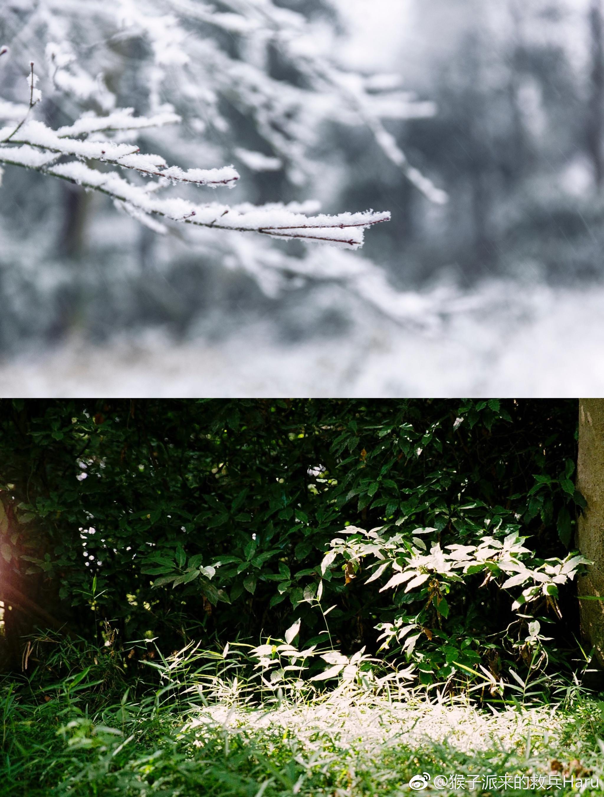 冬与夏:@猴子派来的救兵haru
