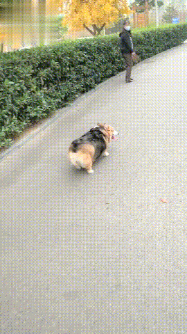 胖胖柯基走路屁股摇来摇去网友给狗多吃点瘦的都走不动道了