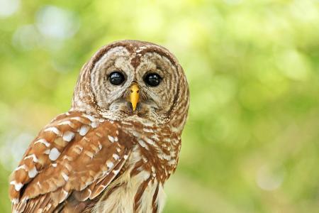 这些胖球小动物们太可爱了真想把他们都抱回家