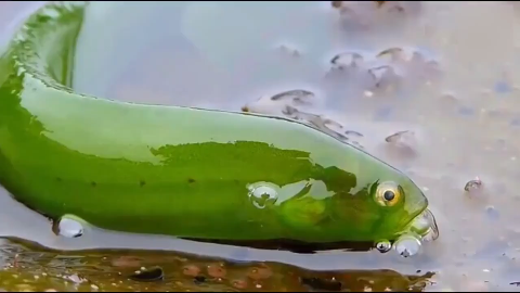 这是什么鱼, 有谁见过.