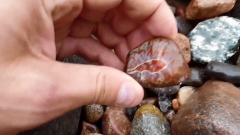 夫妇俩野外捡石头,无意中的发现,让男子拿着爱不释手