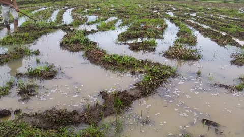 水浅草青青田沟里有很多鱼在跑小伙子这下高兴坏了