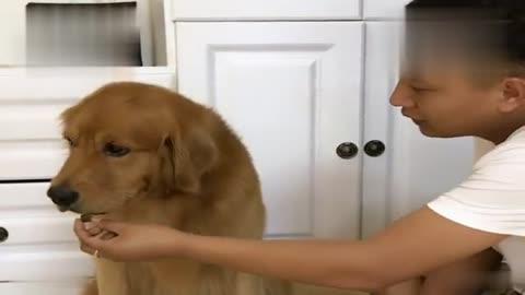 金毛轮胎登上央视3台《越战越勇》节目,表情萌