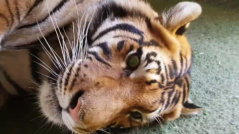 近距离看老虎打盹,男子大胆伸手捋虎须