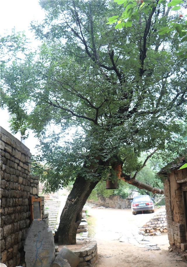 章丘有棵600多年的老槐树身上长有石头,"古槐抱石"成为一景