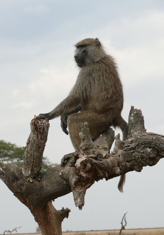 体长1米, 重50公斤, 三五只就能干掉一头狮子|入侵者|狒狒|首领_新浪