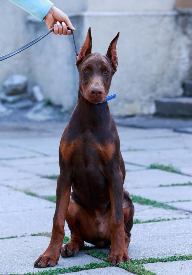 最富智慧的短毛猎犬,杜宾犬|流浪狗|杜宾犬|训犬_新浪新闻