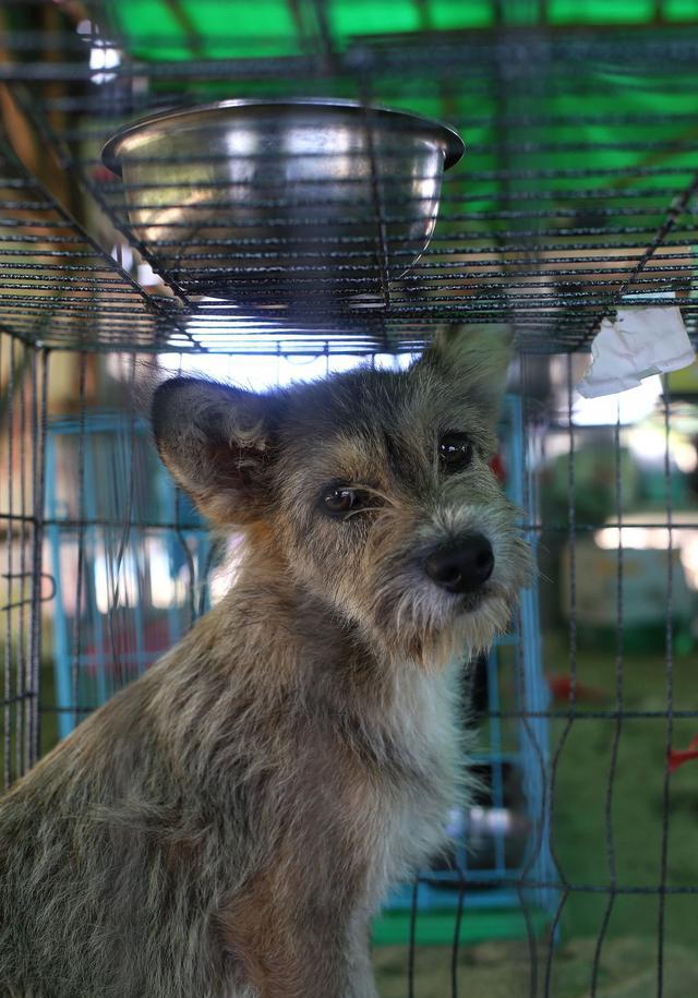 19玉林狗肉节狗狗救援纪念)