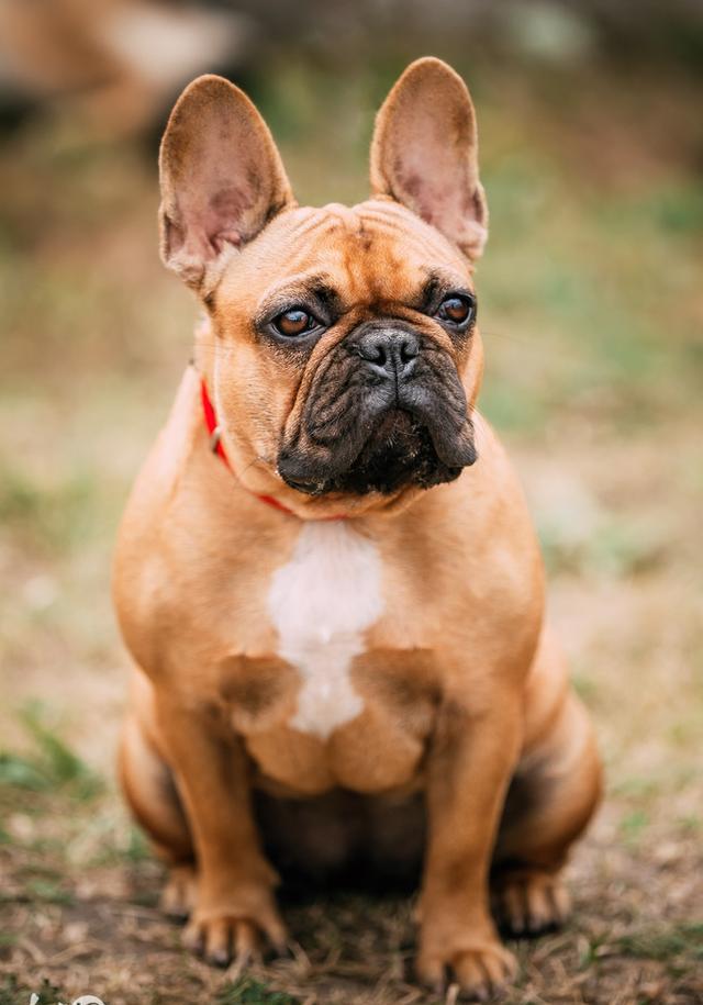 活泼可爱的法国斗牛犬