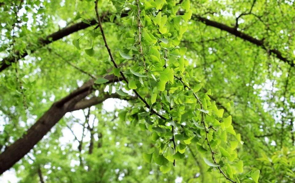 在草原上一览无边无际的天空,去竹海里做一次森呼吸,或是钻林银杏林里