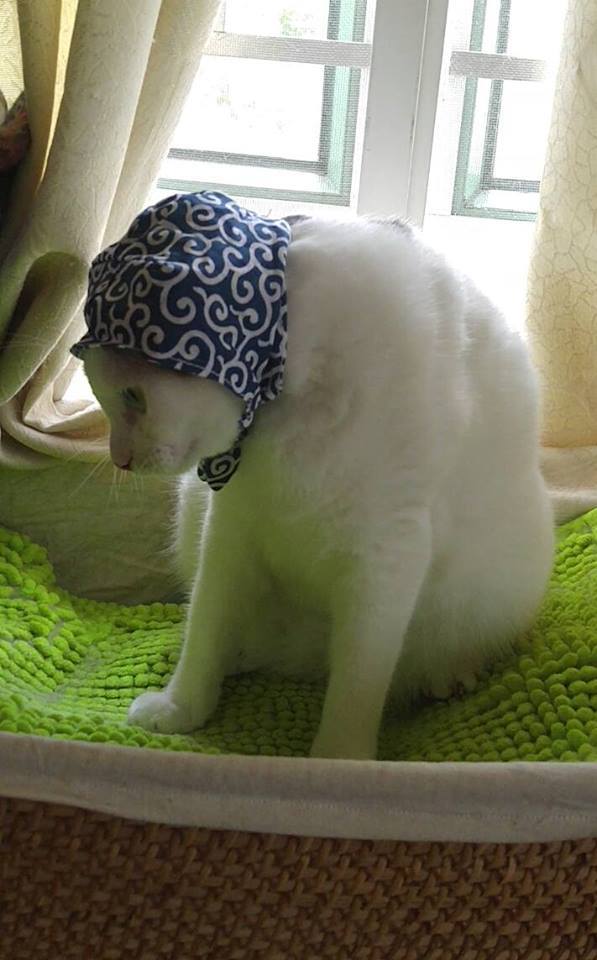 戴上头巾的喵星人毫无违和感