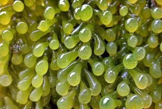 这种长在海里的"海葡萄"真的能吃,味道真不是你能想象的