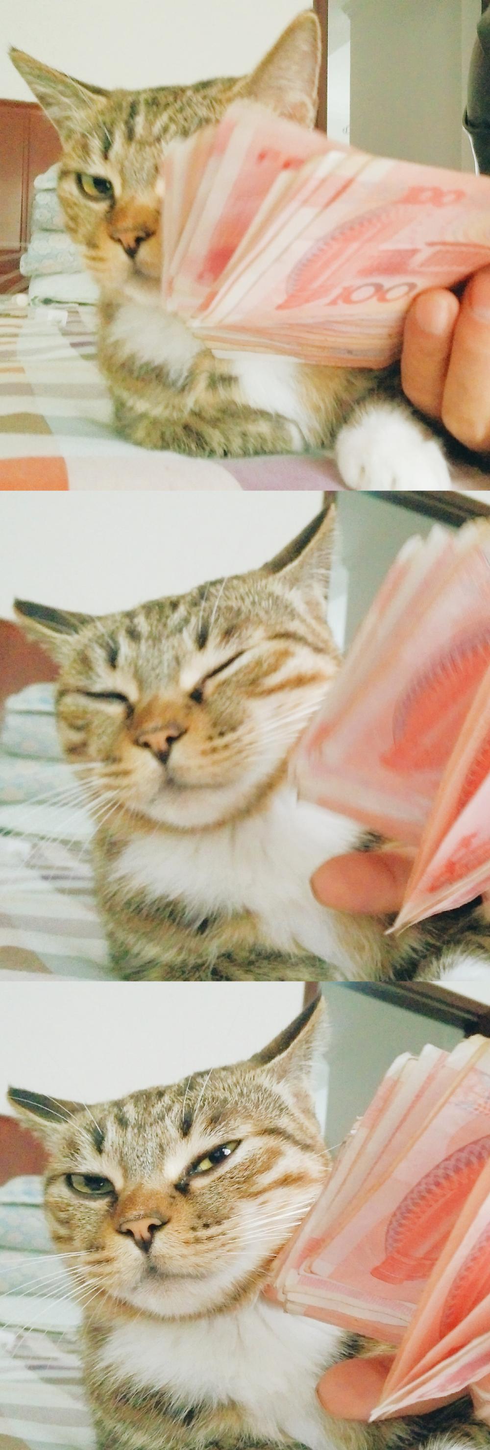 一只视金钱如粪土的喵 喵: 其实我只想要小鱼干