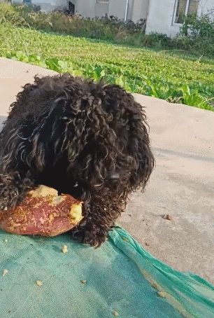 狗不嫌家贫!脏兮兮的小泰迪披头散发,啃红薯还啃的津津有味