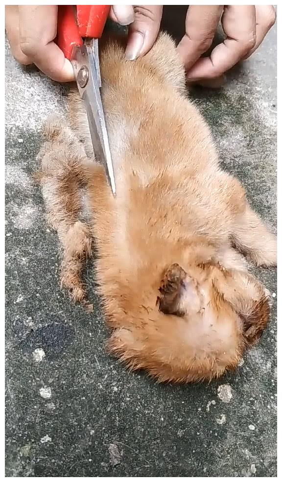 主人给熟睡狗狗剪毛,不料狗狗是这反应,主人看后笑出猪叫声!