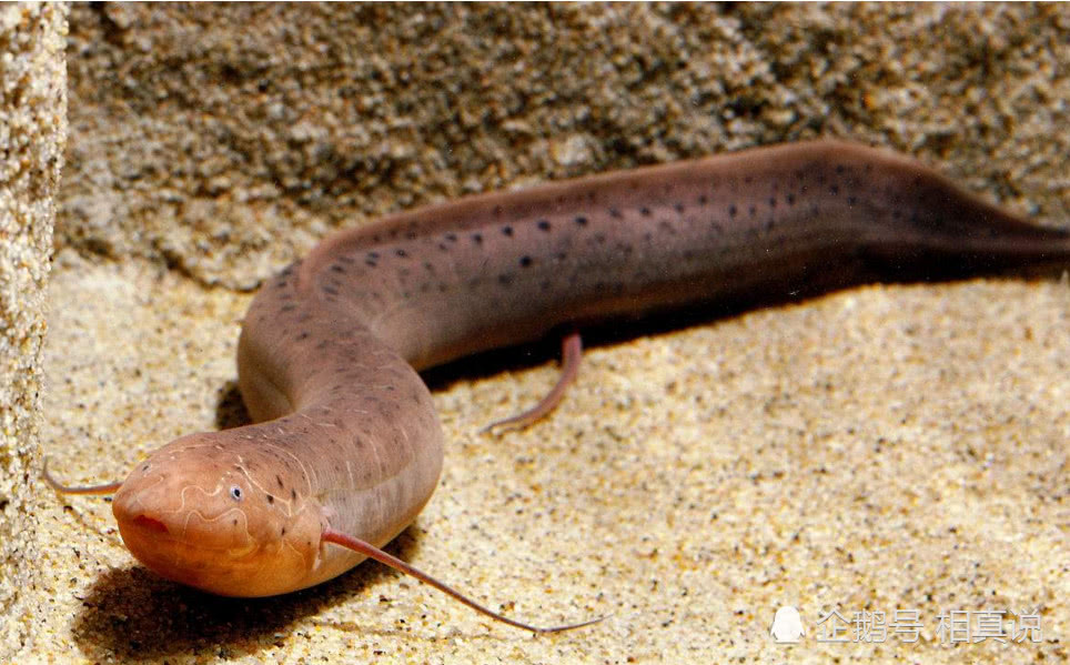 神奇!这种鱼离开水依旧能生存,在泥土中休眠期长达四年!