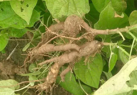 土里挖出地葫芦,古代防老珍品,滨海人拿它当茶喝