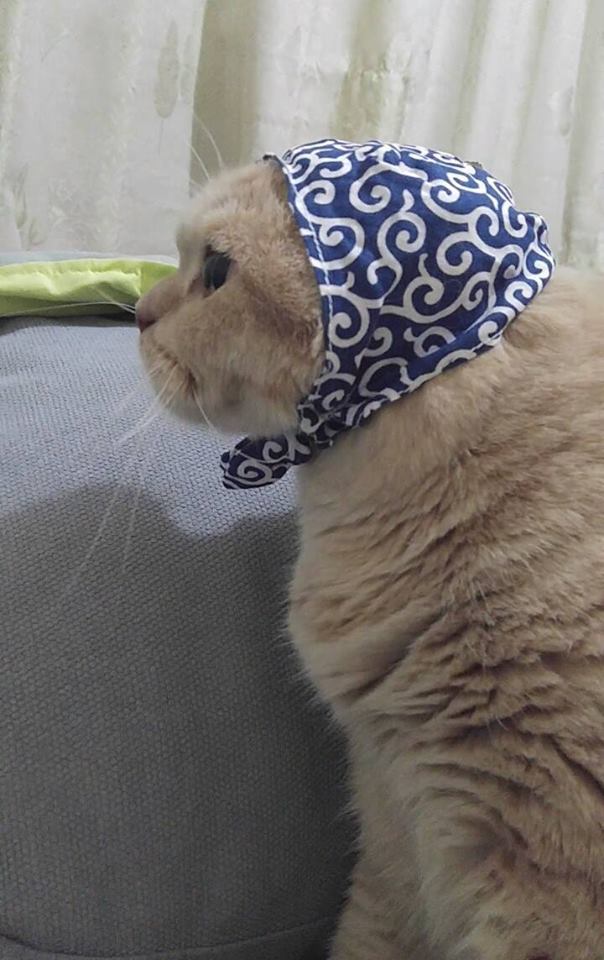 戴上头巾的喵星人毫无违和感